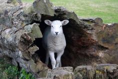 Lamb in a log... | Flickr - Photo Sharing!