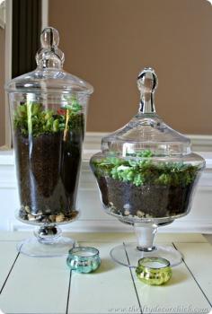 how to make a terrarium