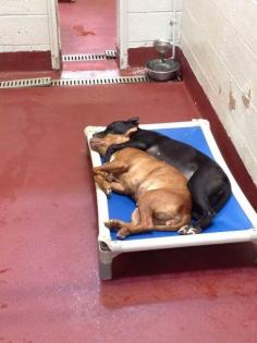 Meet Two Shelter Dogs Who Found Companionship -- Each Other -- Against All Odds