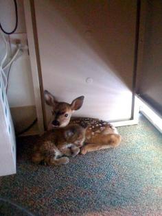 This fawn and bobcat were found in an office together, cuddling under a desk after a forest fire. Cutest thing EVER!