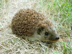 Hedgehog | ... , but any hedgehog under 600g is unlikely to survive the winter
