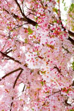 Cherry blossoms.