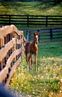 Spring beauty!