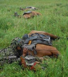 War Horses. Highly trained, and against all their instincts these Horses will lay still during a battle. This is an example of an incredible trust and bond between Man and animal.