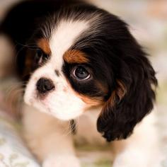 Beautiful Cavalier King Charles Spaniel puppy #dogs #animal #king #charles