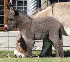 Miniature donkeys... Yes I love them!