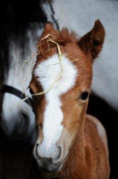 Baby Foal