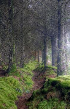 On the path to King's Cave, Isle of Arran, Scotland.