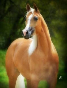 Palomino Arabian Stallion