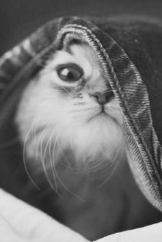 pinterest.com/fra411 #cat -   ...you find me ! #cute