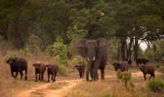 Orphan elephant adopted by family of buffalo