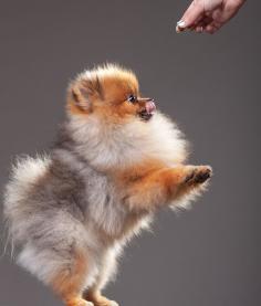 Pomeranian | WOOFipedia, provided by the American Kennel Club