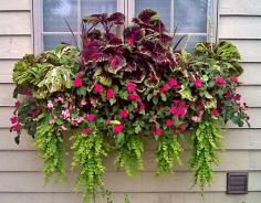 Window box with creeping jenny, impatiens, and coleus.