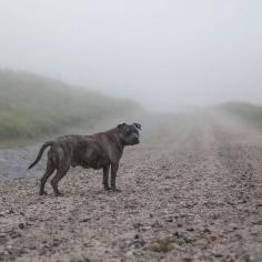 Mary Shannon Johnstones Landfill Dogs Photo Series