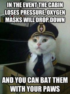 Captain Kitty...