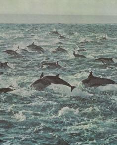 Dolphin race Beautiful