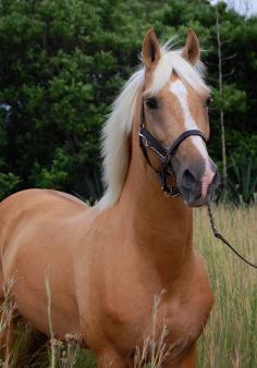 Napoleon - Palomino part Saddlebred Stallion