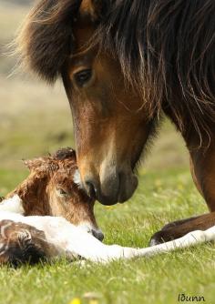 Beautiful Mama Horse and New Baby