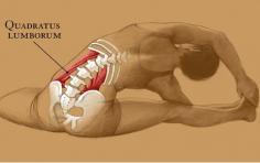 This is a Muscle that causes lower back pain from lack of stretching... The QL must be stretched daily, specially if you sit all day.