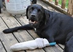 Useful Tips for How to Deal with Common Pet Emergencies