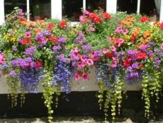 Window box love.