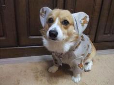 The Corgi In Corgi Pajamas | The 40 Most Important Corgis Of 2013