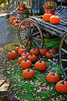 500px / Fall Pumpkins by Robert Carney on imgfave