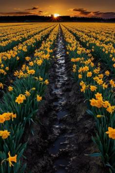 Skagit Valley Daffodil festival, Washington