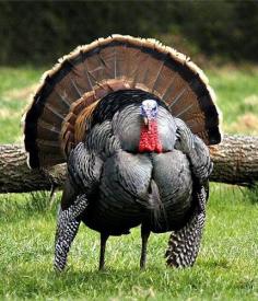 Tom Turkey