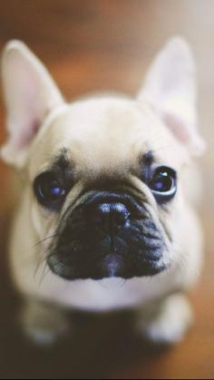 frenchie