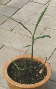 growing ginger in a container