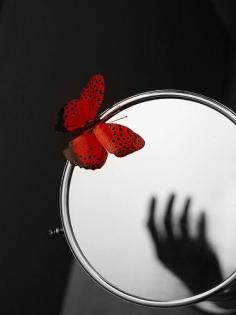 red butterfly