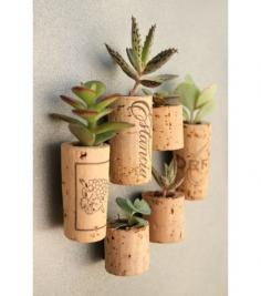 Cork Cactus- to display plants, in a quirky and unique way cut out the inside of a cork fill with soil and plant your cactus.