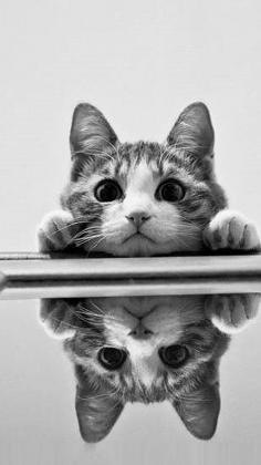 hai there. pic.twitter.com/k2oqqIsVRI Cute cats 49 - Click the image for more cute cats n pets info n pictures. #Pets