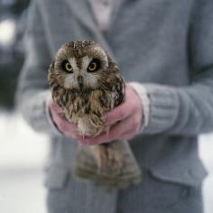 owl