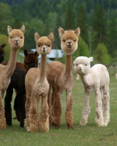 MAKES ME SMILE...Alpaca babies.