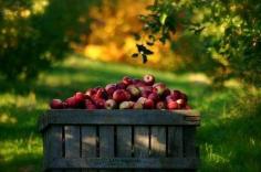Beautiful large basket of red apples