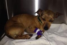 Driver Saves Injured Dachshund from Interstate 75 Lovely story!