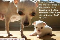 :-(  Stop puppy mills!  That would be the best thing in the world!