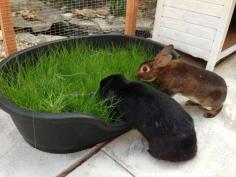 An old dog bed sown with grass seed - must remember to buy grass seed in the fall for winter and lots of dollar store plastic growing tubs!