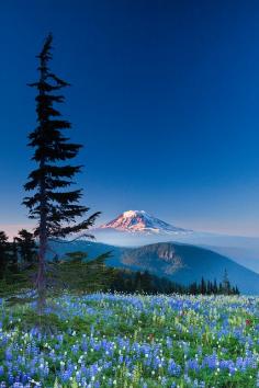 Mount Adams with Wildflower Meadows of the Goat Rocks Wilderness, Washington state, USA