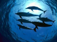 dolphins | We Love Dolphins - Intl. Starseed Network