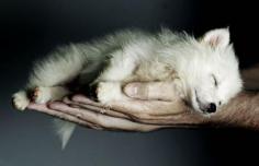 Wolf pup... so sweet