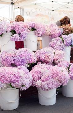 SATURDAY FARMERS MARKET IN SAN FRANCISCO