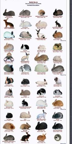 Rabbit Breeds