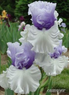 Wintry Sky Iris