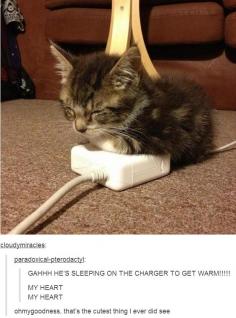 recharging kitten