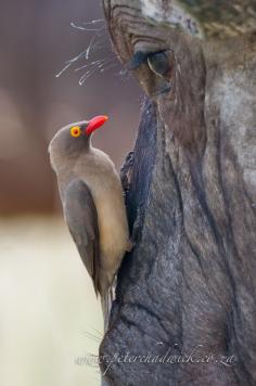 A Red-Billed Oxpecker searches for parasites on the face of a Cape Buffalo