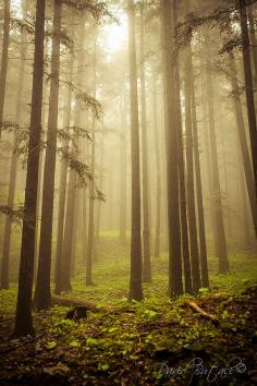 The Sacred Forest, Camaldoli(Tuscany). by David Butali on Flickr.