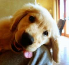 For anyone who is having a day like mine, here's a golden retriever puppy.